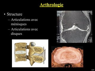 129
• Structure
– Articulations avec
ménisques
– Articulations avec
disques
Arthrologie
 