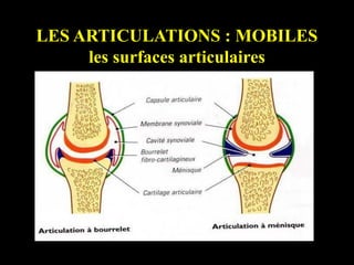 LES ARTICULATIONS : MOBILES
les surfaces articulaires
 