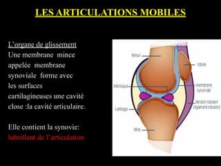 LES ARTICULATIONS MOBILES
L’organe de glissement
Une membrane mince
appelée membrane
synoviale forme avec
les surfaces
cartilagineuses une cavité
close :la cavité articulaire.
Elle contient la synovie:
lubrifiant de l’articulation
 