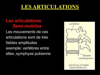 LES ARTICULATIONS
Les articulations
Semi-mobiles:
Les mouvements de ces
articulations sont de très
faibles amplitudes
exemple: vertèbres entre
elles ,symphyse pubienne
 