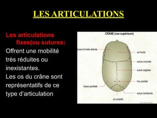 LES ARTICULATIONS
Les articulations
fixes(ou sutures)
Offrent une mobilité
très réduites ou
inexistantes.
Les os du crâne sont
représentatifs de ce
type d’articulation
 