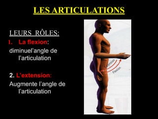 LES ARTICULATIONS
LEURS RÔLES:
1. La flexion:
diminuel’angle de
l’articulation
2. L’extension:
Augmente l’angle de
l’articulation
 