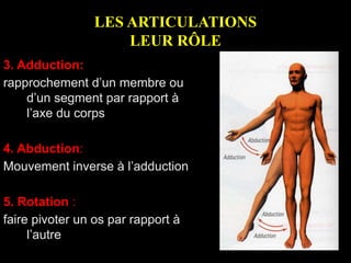 LES ARTICULATIONS
LEUR RÔLE
3. Adduction:
rapprochement d’un membre ou
d’un segment par rapport à
l’axe du corps
4. Abduction:
Mouvement inverse à l’adduction
5. Rotation :
faire pivoter un os par rapport à
l’autre
 