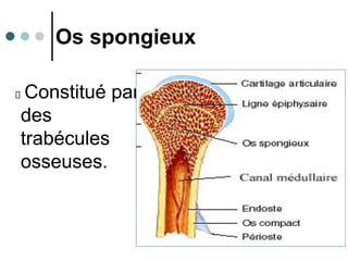 20/10/2007
Dr. ABDALLAH - Appareil locomoteur
Os spongieux
Constitué par
des
trabécules
osseuses.
 