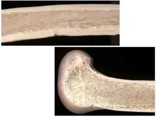 20/10/2007
Dr. ABDALLAH - Appareil locomoteur
 