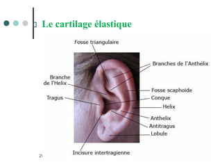 Le cartilage élastique
20/10/2007
Dr. ABDALLAH - Appareil locomoteur
20
 