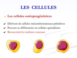 LES CELLULES
■ Les cellules ostéoprogénitrices
✔ Dérivent de cellules mésenchymateuses primitives
✔ Peuvent se différencier en cellules spécialisées
✔ Recouvrent les surfaces osseuses
 