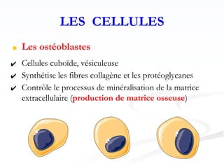 LES CELLULES
■ Les ostéoblastes
✔ Cellules cuboïde, vésiculeuse
✔ Synthétise les fibres collagène et les protéoglycanes
✔ Contrôle le processus de minéralisation de la matrice
extracellulaire (production de matrice osseuse)
 