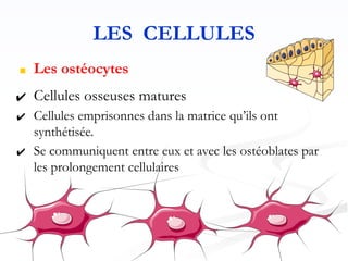 LES CELLULES
■ Les ostéocytes
✔ Cellules osseuses matures
✔ Cellules emprisonnes dans la matrice qu’ils ont
synthétisée.
✔ Se communiquent entre eux et avec les ostéoblates par
les prolongement cellulaires
 