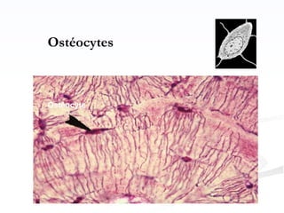 Ostéocytes
Ostéocyte
 