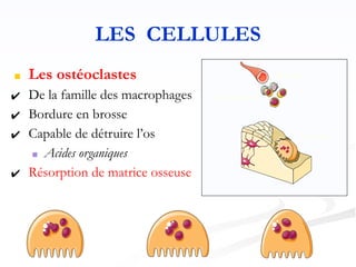 LES CELLULES
■ Les ostéoclastes
✔ De la famille des macrophages
✔ Bordure en brosse
✔ Capable de détruire l’os
■ Acides organiques
✔ Résorption de matrice osseuse
Monocyte
Pré-osteoclaste
Ostéoclaste
 