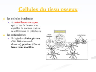 Cellules du tissu osseux
■ les cellules bordantes
■ = ostéoblastes au repos,
qui, en cas de besoin, sont
capables de s'activer et de se
re-différencier en ostéoblastes
■ les ostéoclastes
■ Il s’agit de cellules géantes
(20 à 100 microns de
diamètre), plurinucléées et
hautement mobiles.
 