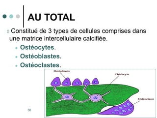 20/10/2007
Dr. ABDALLAH - Appareil locomoteur
30
AU TOTAL
Constitué de 3 types de cellules comprises dans
une matrice intercellulaire calcifiée.
● Ostéocytes.
● Ostéoblastes.
● Ostéoclastes.
 
