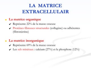 LA MATRICE
EXTRACELLULAIR
■ La matrice organique
✔ Représente 22% de la masse osseuse
✔ Protéines fibreuses structurales (collagène) ou adhérentes
(fibronéctine)
■ La matrice inorganique
✔ Représente 69% de la masse osseuse
✔ Les sels minéraux : calcium (27%) et le phosphore (12%)
 