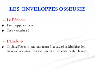 LES ENVELOPPES OSSEUSES
■ Le Périoste
✔ Enveloppe externe
✔ Très vascularisé
■ L’Endoste
✔ Tapisse l’os compact adjacent à la cavité médullaire, les
travées osseuses d’os spongieux et les canaux de Havers.
 