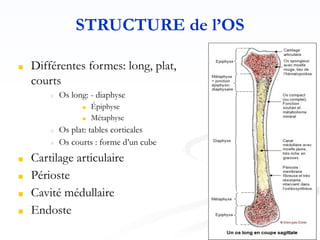 STRUCTURE de l’OS
■ Différentes formes: long, plat,
courts
■ Os long: - diaphyse
■ Épiphyse
■ Métaphyse
■ Os plat: tables corticales
■ Os courts : forme d’un cube
■ Cartilage articulaire
■ Périoste
■ Cavité médullaire
■ Endoste
 