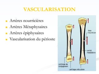 VASCULARISATION
■ Artères nourricières
■ Artères Métaphysaires
■ Artères épiphysaires
■ Vascularisation du périoste
 