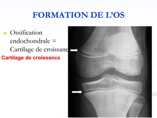 Cartilage de croissance
■ Ossification
endochondrale =
Cartilage de croissance
FORMATION DE L’OS
 