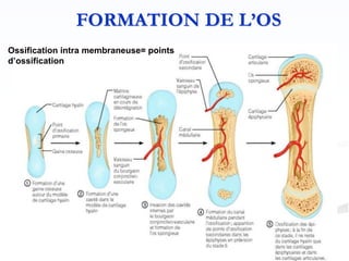 Ossification intra membraneuse= points
d’ossification
 