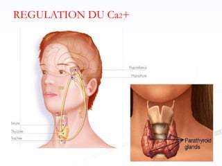 REGULATION DU Ca2+
 