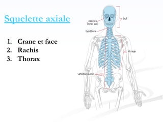 Squelette axiale
1. Crane et face
2. Rachis
3. Thorax
 