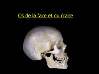 Os de la face et du crane
 