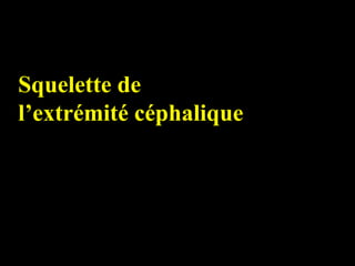 Squelette de
l’extrémité céphalique
 