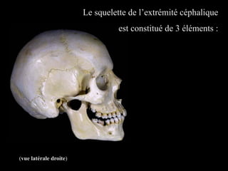 Le squelette de l’extrémité céphalique
est constitué de 3 éléments :
(vue latérale droite)
 