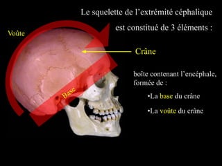 Le squelette de l’extrémité céphalique
est constitué de 3 éléments :
Crâne
boîte contenant l’encéphale,
formée de :
Base
Voûte
•La base du crâne
•La voûte du crâne
 