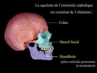Le squelette de l’extrémité céphalique
est constitué de 3 éléments :
Crâne
Massif facial
Mandibule
(pièce articulée permettant
la mastication)
 