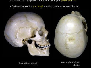(vue latérale droite) (vue supéro-latérale
droite)
•Chacune de ces parties est constituée par plusieurs os
•Certains os sont « à cheval » entre crâne et massif facial
 