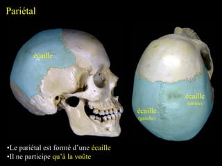 Pariétal
•Le pariétal est formé d’une écaille
•Il ne participe qu’à la voûte
écaille
écaille
(droite)
écaille
(gauche)
 
