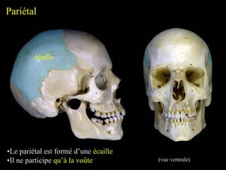 Pariétal
•Le pariétal est formé d’une écaille
•Il ne participe qu’à la voûte
écaille
(vue ventrale)
 