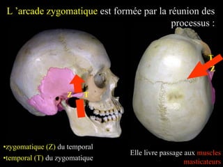 L ’arcade zygomatique est formée par la réunion des
processus :
•temporal (T) du zygomatique
T
T
•zygomatique (Z) du temporal
Z
Z
Elle livre passage aux muscles
masticateurs
 