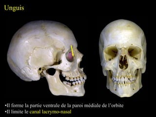 Unguis
•Il forme la partie ventrale de la paroi médiale de l’orbite
•Il limite le canal lacrymo-nasal
 