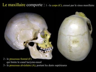 Le maxillaire comporte : 1 - le corps (C), creusé par le sinus maxillaire
C
2 - le processus frontal (F)
qui limite le canal lacrymo-nasal
F
3 - le processus alvéolaire (A), portant les dents supérieures
A
 