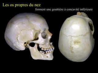 Les os propres du nez
forment une gouttière à concavité inférieure
 