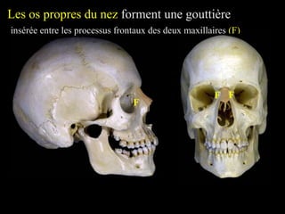 Les os propres du nez forment une gouttière
insérée entre les processus frontaux des deux maxillaires (F)
F
F F
 