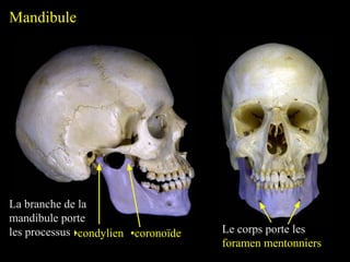 Mandibule
La branche de la
mandibule porte
les processus :
•condylien •coronoïde Le corps porte les
foramen mentonniers
 