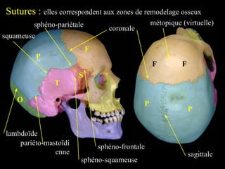 P
P
F
F
P
F
T
S
O
Sutures : elles correspondent aux zones de remodelage osseux
coronale
sphéno-frontale
sphéno-squameuse
squameuse
pariéto-mastoïdi
enne
lambdoïde
sagittale
métopique (virtuelle)
sphéno-pariétale
 