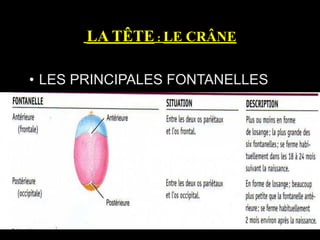 LA TÊTE : LE CRÂNE
• LES PRINCIPALES FONTANELLES
 
