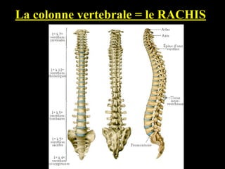 La colonne vertebrale = le RACHIS
 