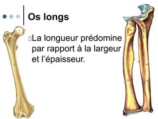 20/10/2007
8
Os longs
La longueur prédomine
par rapport à la largeur
et l’épaisseur.
 