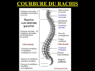 COURBURE DU RACHIS
 