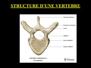 STRUCTURE D’UNE VERTEBRE
 