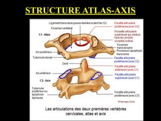 STRUCTURE ATLAS-AXIS
 