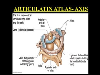 ARTICULATIN ATLAS- AXIS
 