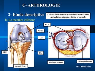 IFSI Salpêtrière
C- ARTHROLOGIE
2- Etude descriptive
b- Le membre inférieur
Articulations fémoro- tibiale interne et exter...