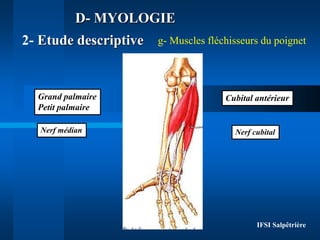 IFSI Salpêtrière
D- MYOLOGIE
g- Muscles fléchisseurs du poignet
2- Etude descriptive
Grand palmaire
Petit palmaire
Nerf mé...