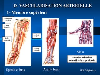 Anatomie physiologie appareil locomoteur.ppt